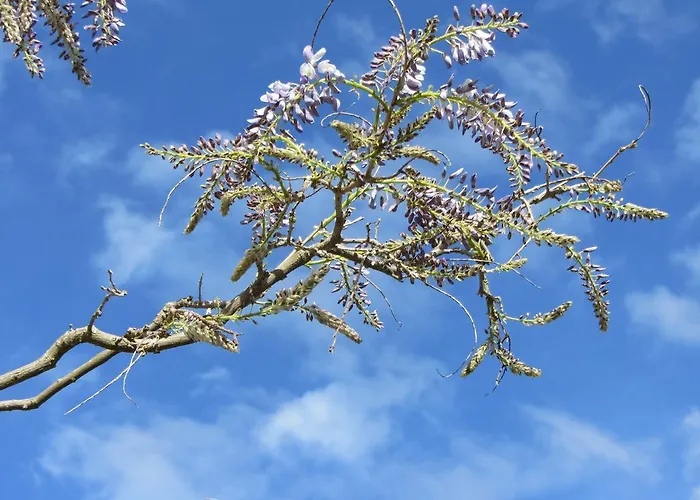 Bed & Breakfast La Maison De Natasha Castillon-en-Couserans